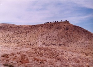 Wild horse sculpture