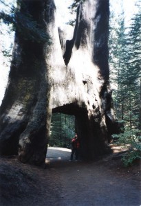 Bart in a tree