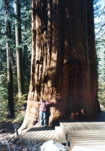 A very big tree