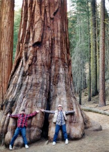 Big redwood