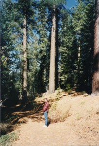 Bart admires the trees