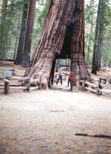 Drive thru tree