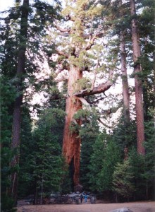 Grizzly Giant, world's oldest tree