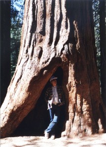 Les in a tree