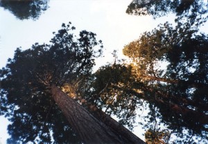 Redwoods