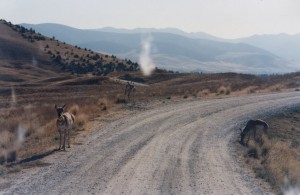 More antelop at bison refuge