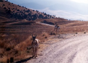 Antelope at bison refuge