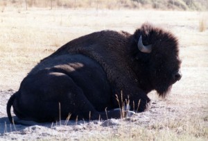 Bob the bison