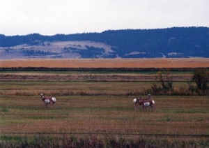 Antelope