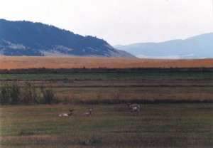 More antelope