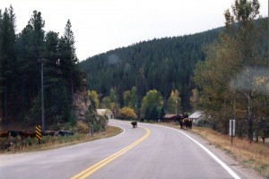 The great cattle drive