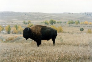 Buffalo