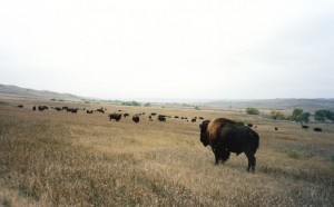 Buffalos