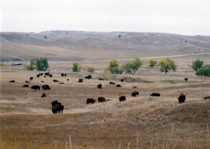 Lots of buffalos