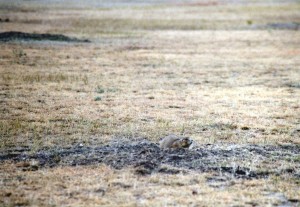 Prarie dog