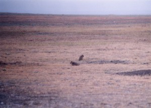 Prarie dog couple