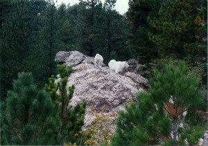 Mountain goats