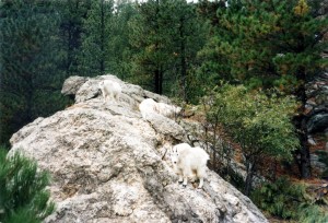 Mountain goats