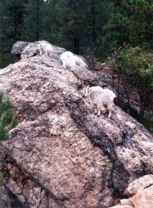 Mountain goats