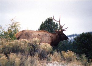 Elk closeup