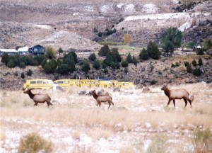 Elk on the prowl