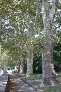 Trees along the river