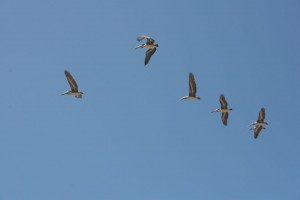 Pelicans