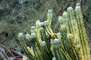 Cactus spears (DBK)