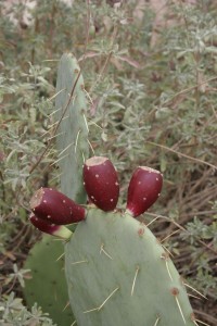 Botanical Gardens