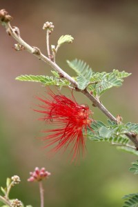 Botanical Gardens