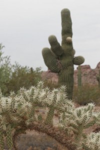 Botanical Gardens