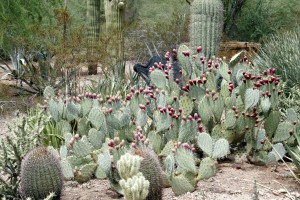 Botanical Gardens