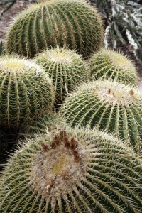 Cactus balls