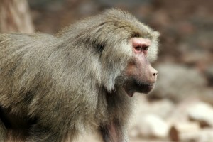 Baboon