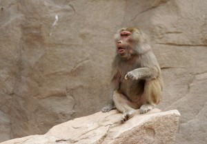 Baboon