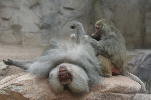 Baboon grooming