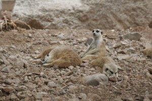 Meerkats