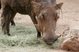 Warthog