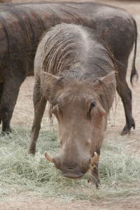 Warthog