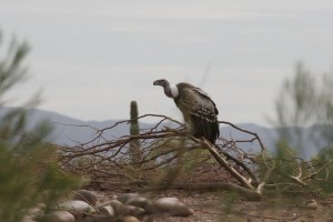 Vulture