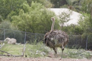 Ostrich