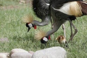 Parents and chick