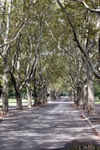 Flushing Meadows Park