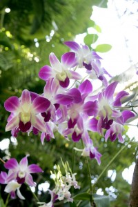 Orchids