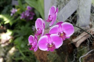 Orchids