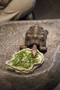 Tortoise has lunch