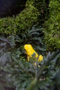 Yellow frog