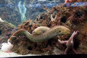 Moray eels