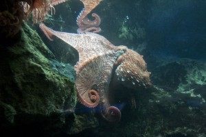 Octopus