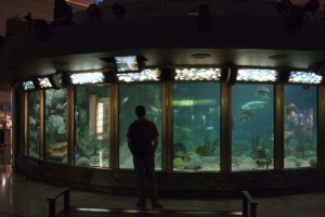 Daniel checks out the Carribean Reef